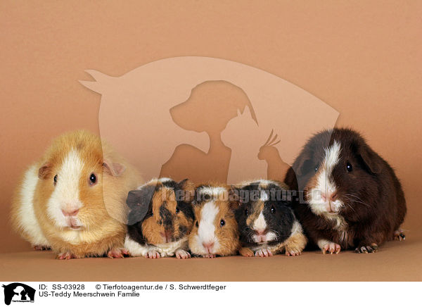 US-Teddy Meerschwein Familie / US-Teddy guinea pig family / SS-03928