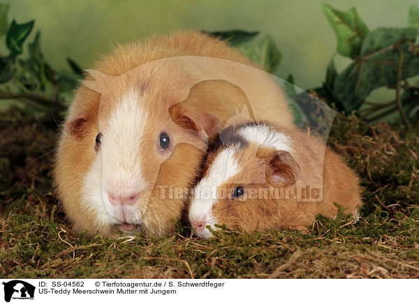 US-Teddy Meerschwein Mutter mit Jungem / mother with young guinea pig / SS-04562