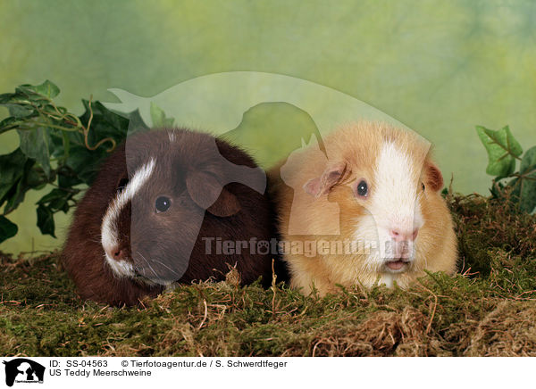 US Teddy Meerschweine / US Teddy guinea pigs / SS-04563