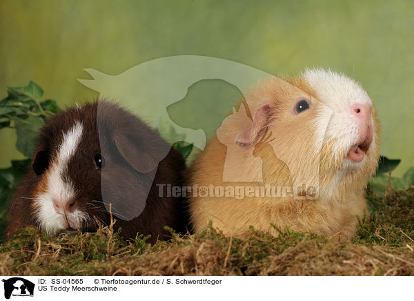 US Teddy Meerschweine / US Teddy guinea pigs / SS-04565