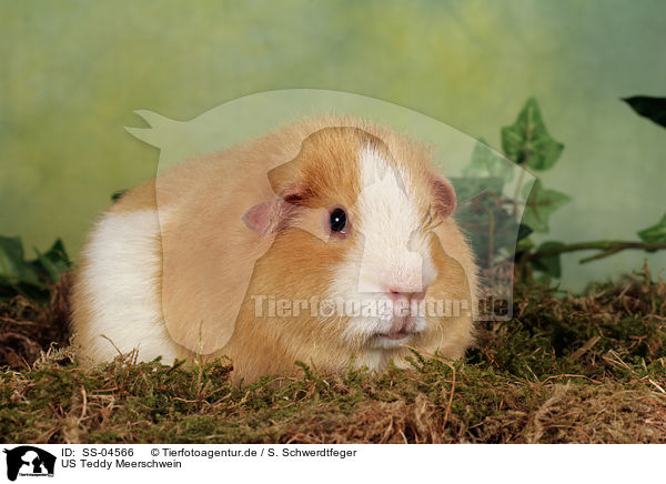 US Teddy Meerschwein / US Teddy guinea pig / SS-04566