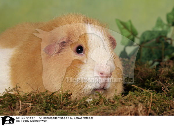 US Teddy Meerschwein / US Teddy guinea pig / SS-04567