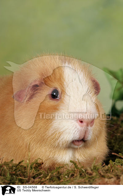 US Teddy Meerschwein / US Teddy guinea pig / SS-04568