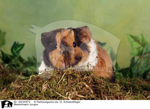 Meerschwein Junges / young guinea pig / SS-04573