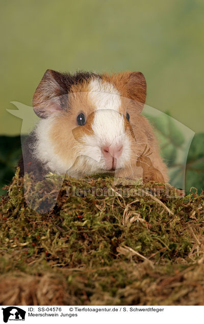 Meerschwein Junges / young guinea pig / SS-04576