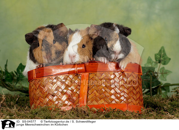 junge Meerschweinchen im Krbchen / young guinea pigs in basket / SS-04577