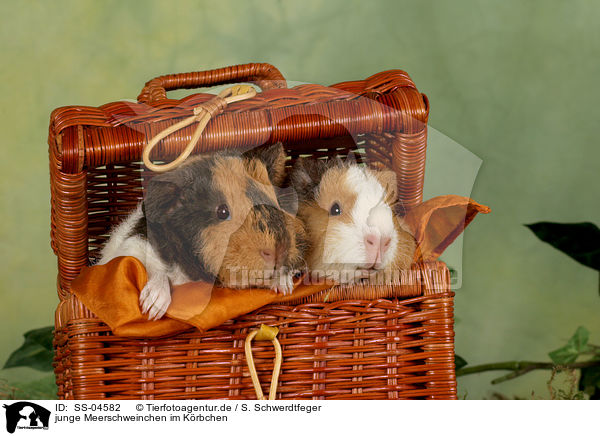 junge Meerschweinchen im Krbchen / young guinea pigs in basket / SS-04582