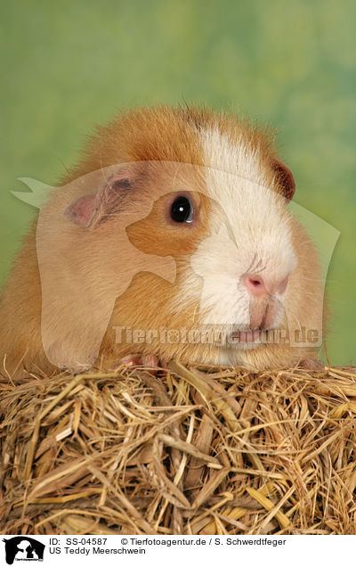 US Teddy Meerschwein / US Teddy guinea pig / SS-04587