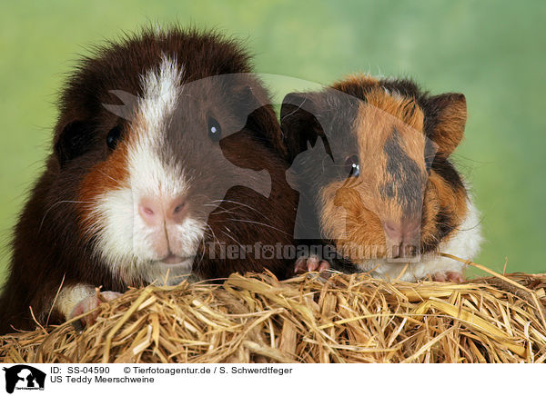 US Teddy Meerschweine / US Teddy guinea pigs / SS-04590