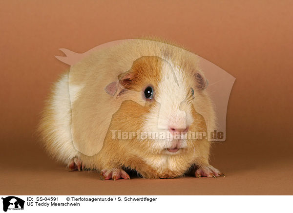 US Teddy Meerschwein / US Teddy guinea pig / SS-04591