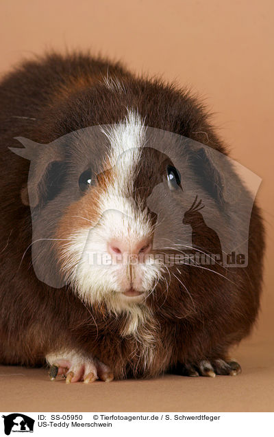 US-Teddy Meerschwein / US-Teddy guinea pig / SS-05950