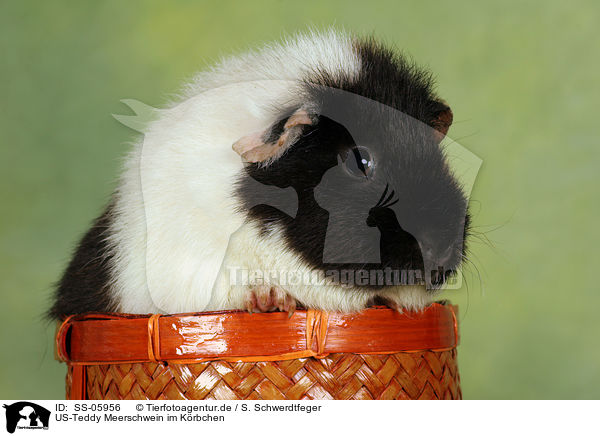 US-Teddy Meerschwein im Krbchen / US-Teddy guinea pig in basket / SS-05956