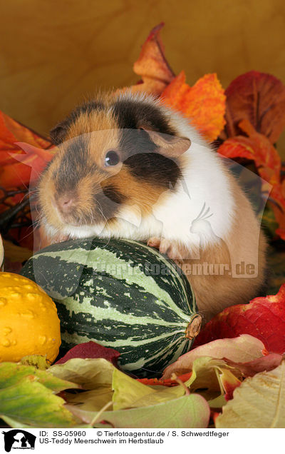 US-Teddy Meerschwein im Herbstlaub / US-Teddy guinea pig in autumn leaves / SS-05960