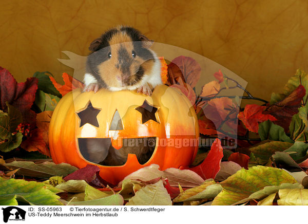US-Teddy Meerschwein im Herbstlaub / US-Teddy guinea pig in autumn leaves / SS-05963