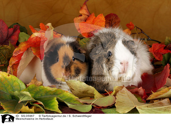 Meerschweine im Herbstlaub / SS-05967