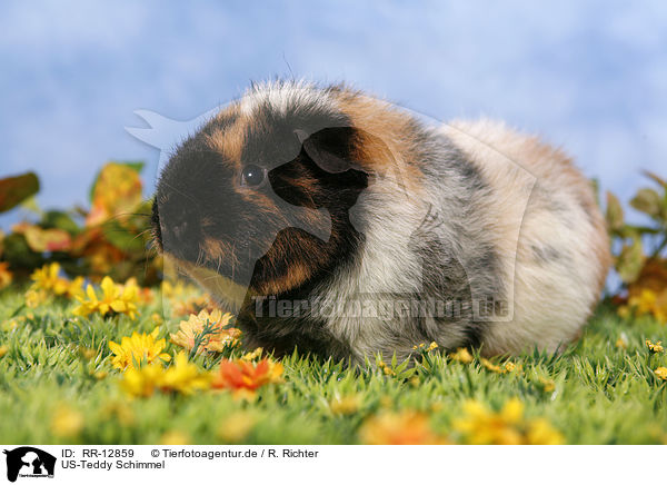 US-Teddy Schimmel / guinea pig / RR-12859