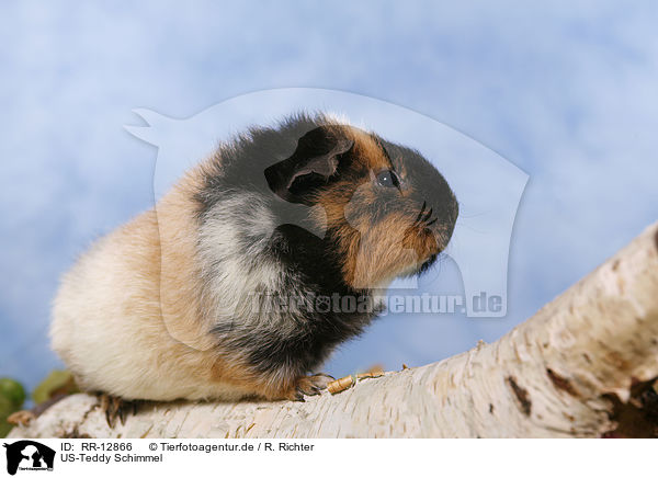 US-Teddy Schimmel / guinea pig / RR-12866