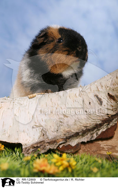 US-Teddy Schimmel / guinea pig / RR-12869