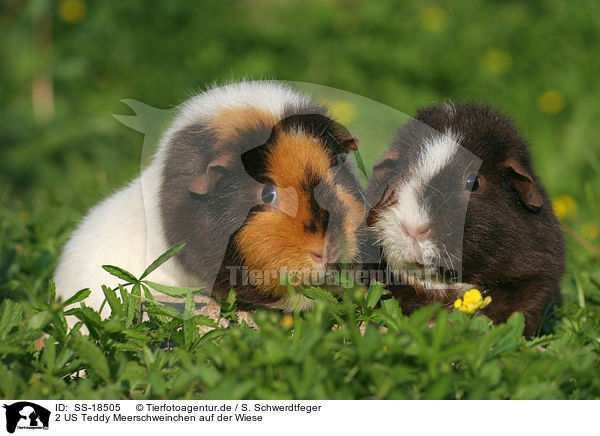 2 US Teddy Meerschweinchen auf der Wiese / 2 US Teddy Guinea Pigs in the meadow / SS-18505