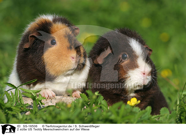 2 se US Teddy Meerschweinchen auf der Wiese / 2 cute US Teddy Guinea Pigs in the meadow / SS-18506
