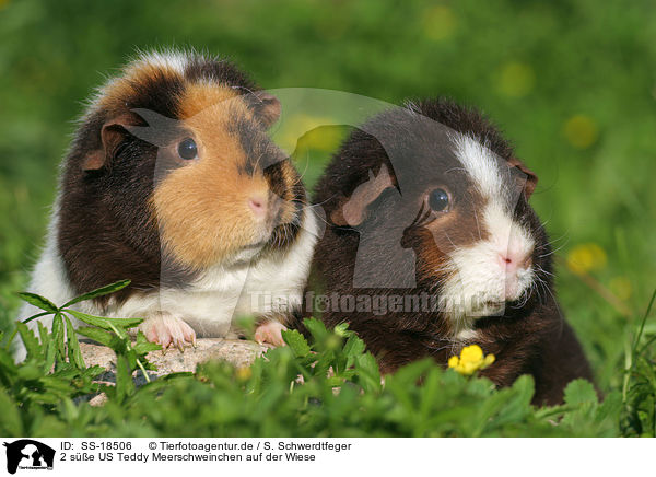 2 se US Teddy Meerschweinchen auf der Wiese / SS-18506