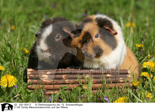 2 US Teddy Meerschweinchen auf der Wiese / 2 US Teddy Guinea Pigs in the meadow / SS-18517