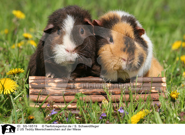 2 US Teddy Meerschweinchen auf der Wiese / 2 US Teddy Guinea Pigs in the meadow / SS-18519