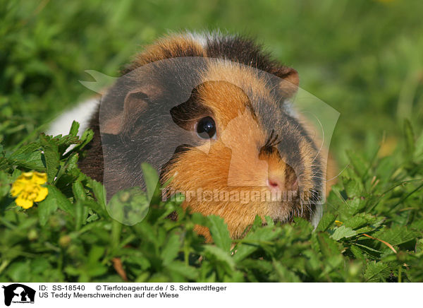 US Teddy Meerschweinchen auf der Wiese / US Teddy guinea pig in the meadow / SS-18540