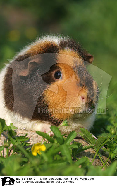 US Teddy Meerschweinchen auf der Wiese / US Teddy guinea pig in the meadow / SS-18542