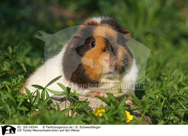 US Teddy Meerschweinchen auf der Wiese / US Teddy guinea pig in the meadow / SS-18544