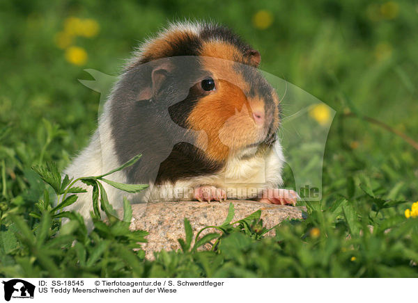 US Teddy Meerschweinchen auf der Wiese / US Teddy guinea pig in the meadow / SS-18545