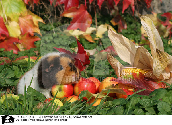 US Teddy Meerschweinchen im Herbst / SS-18546