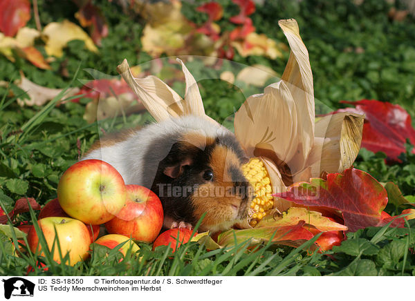 US Teddy Meerschweinchen im Herbst / US Teddy guinea pig in the autumn / SS-18550