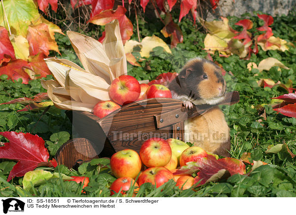 US Teddy Meerschweinchen im Herbst / US Teddy guinea pig in the autumn / SS-18551