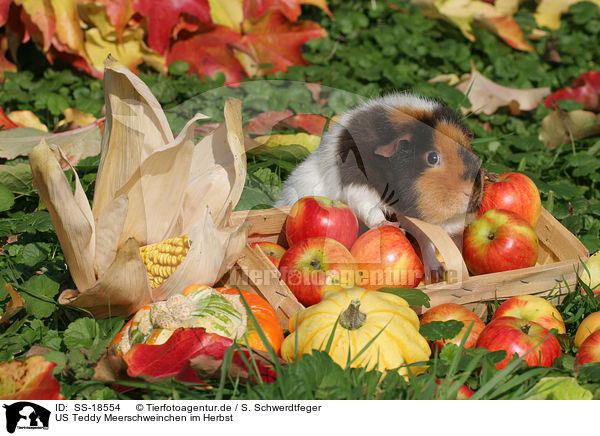 US Teddy Meerschweinchen im Herbst / SS-18554