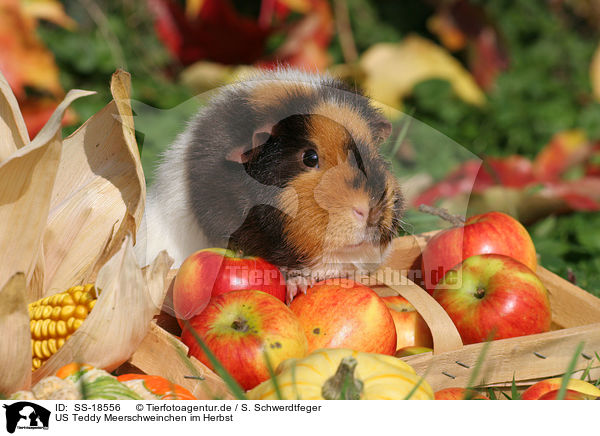 US Teddy Meerschweinchen im Herbst / SS-18556