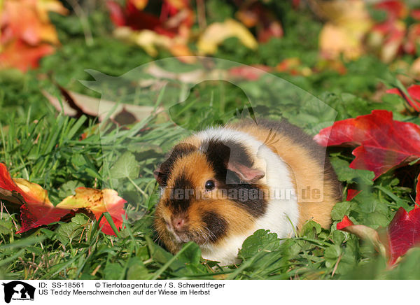 US Teddy Meerschweinchen auf der Wiese im Herbst / US Teddy guinea pig in the meadow in autumn / SS-18561