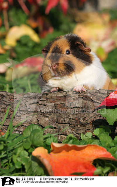 US Teddy Meerschweinchen im Herbst / US Teddy guinea pig in the autumn / SS-18563
