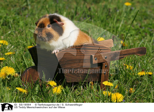 US Teddy Meerschweinchen auf der Wiese / SS-18564