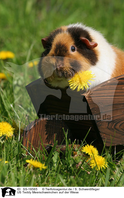 US Teddy Meerschweinchen auf der Wiese / SS-18565