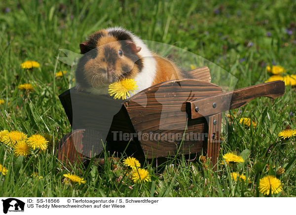 US Teddy Meerschweinchen auf der Wiese / US Teddy guinea pig in the meadow / SS-18566