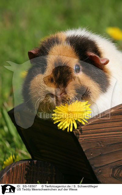 US Teddy Meerschweinchen auf der Wiese / SS-18567