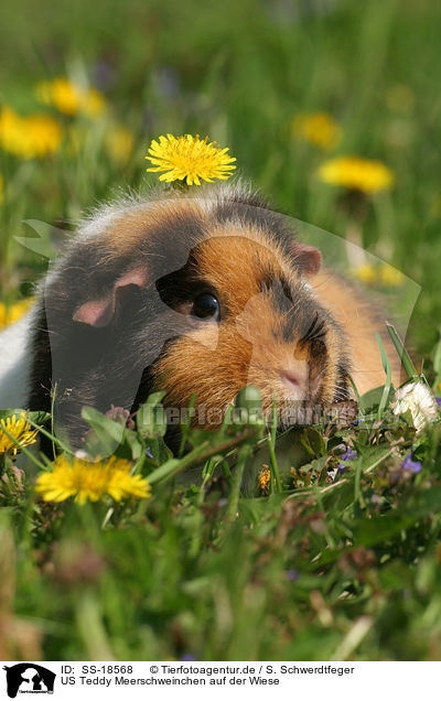 US Teddy Meerschweinchen auf der Wiese / US Teddy guinea pig in the meadow / SS-18568