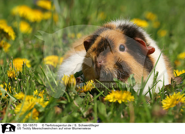 US Teddy Meerschweinchen auf einer Blumenwiese / SS-18570