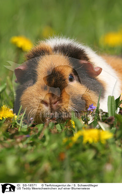US Teddy Meerschweinchen auf einer Blumenwiese / US Teddy guinea pig in flower field / SS-18571