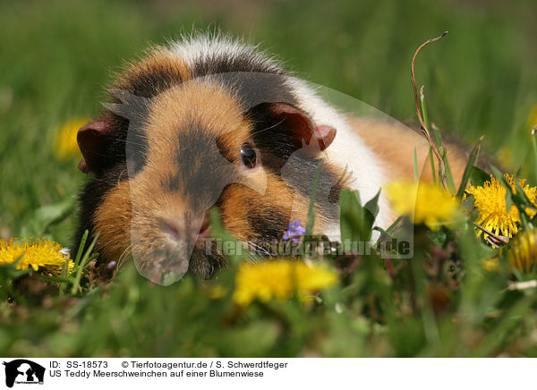 US Teddy Meerschweinchen auf einer Blumenwiese / SS-18573