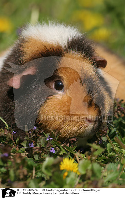US Teddy Meerschweinchen auf der Wiese / US Teddy guinea pig in the meadow / SS-18574