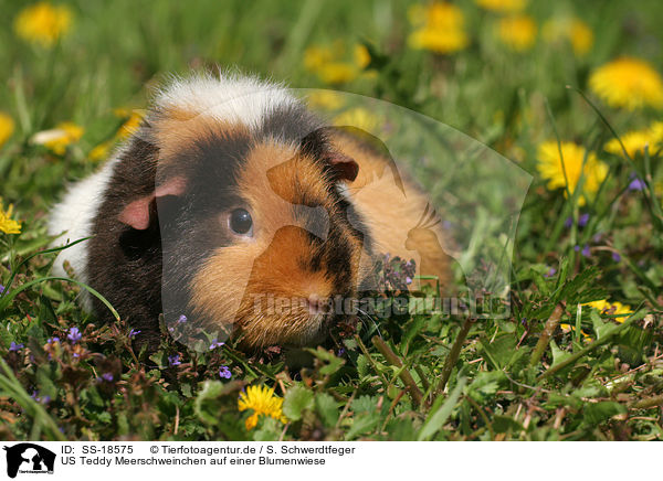 US Teddy Meerschweinchen auf einer Blumenwiese / SS-18575