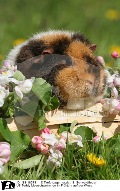 US Teddy Meerschweinchen im Frhjahr auf der Wiese / US Teddy guinea pig in the meadow in spring / SS-18578