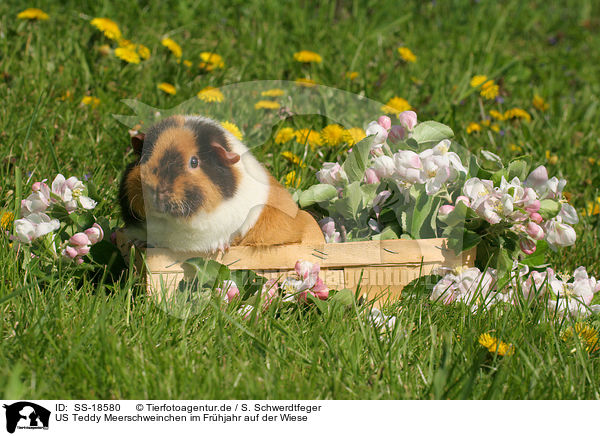 US Teddy Meerschweinchen im Frhjahr auf der Wiese / SS-18580